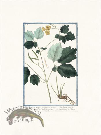 Bonelli 346 Greater Celandine